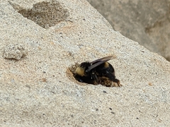 Anthophora bomboides