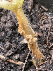 Eichlinia cucurbitae