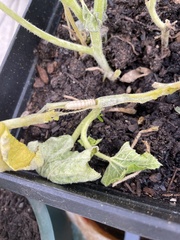 Eichlinia cucurbitae