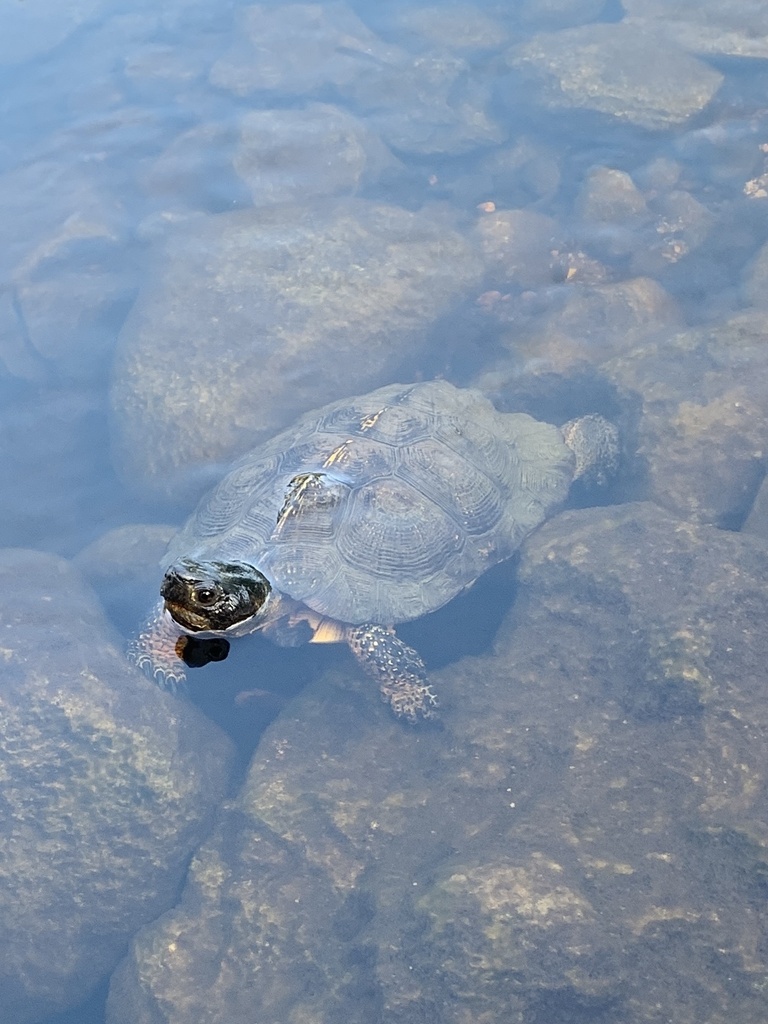 Wood Turtle in August 2022 by Jacob Grochowski · iNaturalist