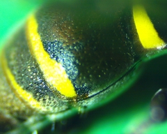 Hoplisoides semipunctatus