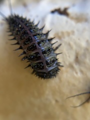 Cypherotylus californicus