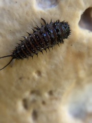 Cypherotylus californicus
