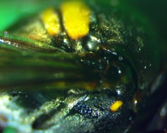 Hoplisoides semipunctatus