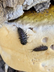 Cypherotylus californicus