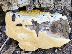 Cypherotylus californicus