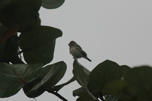 Sporophile perroquet (Sporophila peruviana)