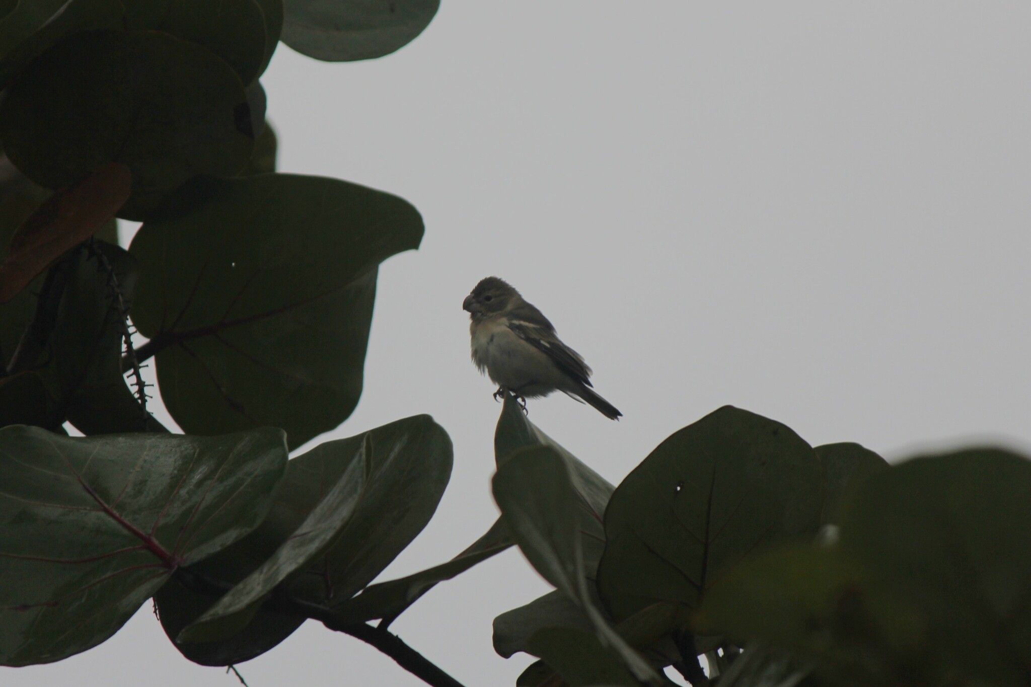 Parrot-billed Seedeater (Sporophila peruviana)