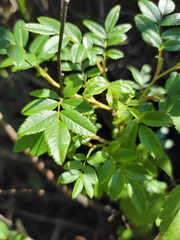 Rosa nitida