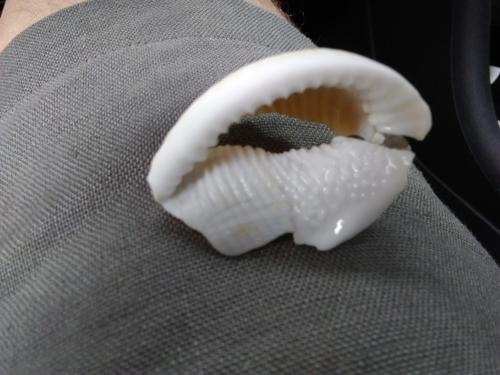 Semicassis granulata