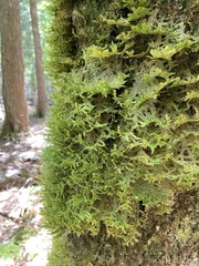 Neckera pennata image