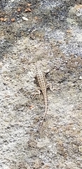 Sceloporus graciosus vandenburgianus