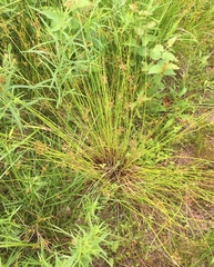 Juncus effusus pylaei