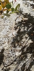 Sceloporus graciosus vandenburgianus