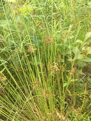 Juncus effusus pylaei