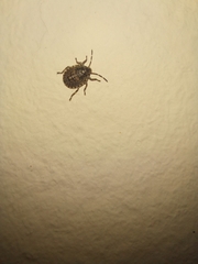 Antiteuchus mixtus