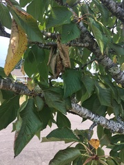 Prunus