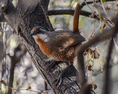Pteroptochos megapodius
