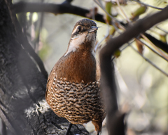 Pteroptochos megapodius