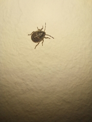Antiteuchus mixtus