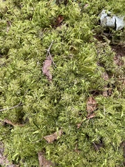 Hylocomium splendens image