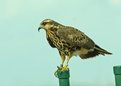 Rostrhamus sociabilis plumbeus