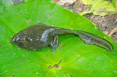 Lithobates heckscheri