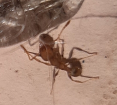 Wasmannia auropunctata