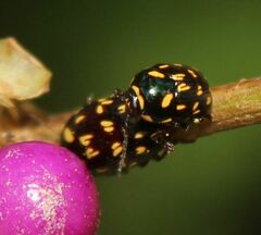 Cryptocephalus nigrocinctus