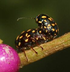 Cryptocephalus nigrocinctus