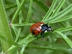 Hippodamia quinquesignata