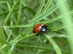 Hippodamia quinquesignata
