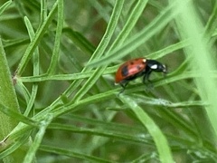Hippodamia quinquesignata