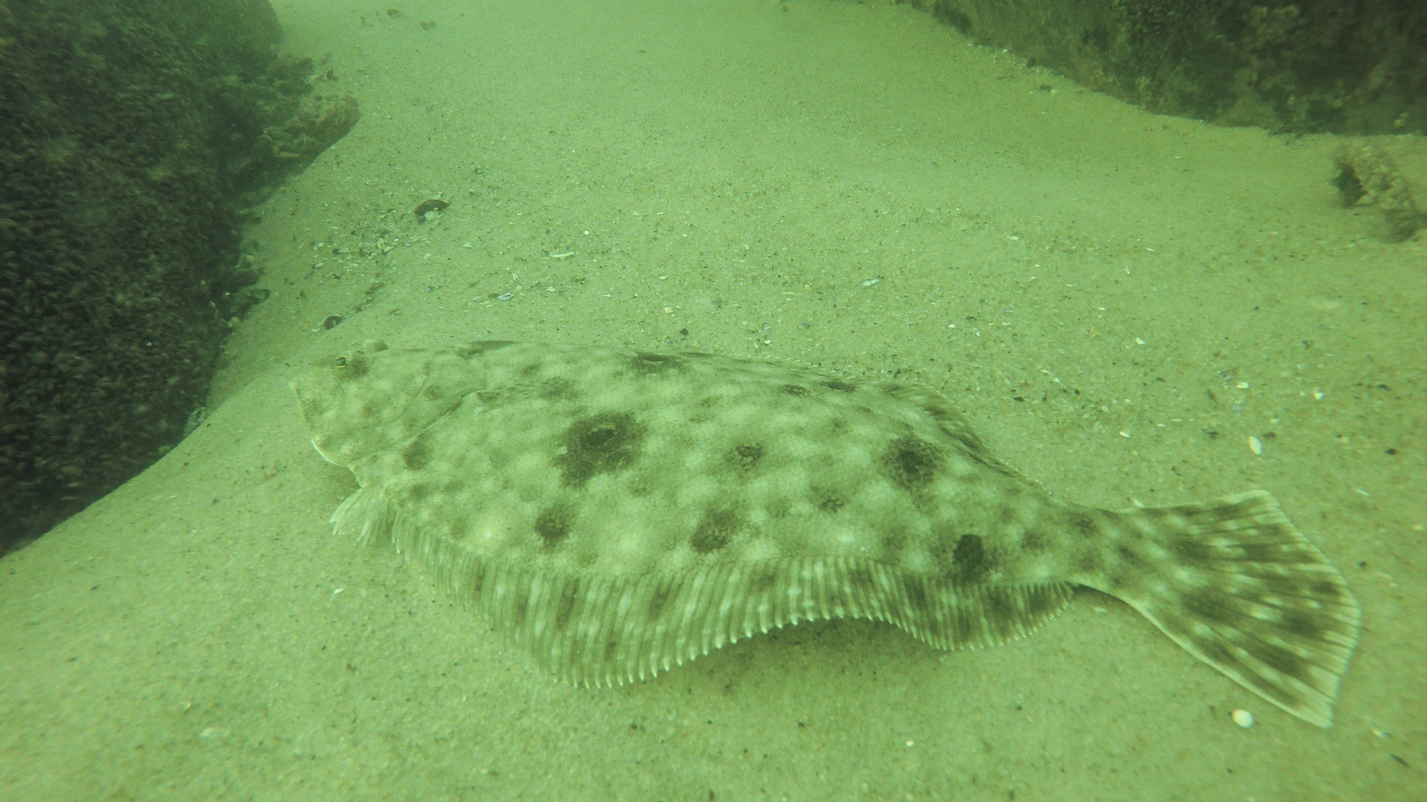 Summer Flounder Facts & Information Guide - American Oceans