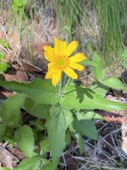 Lasianthaea podocephala