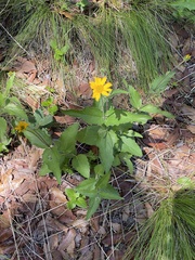 Lasianthaea podocephala