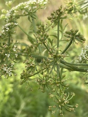 Berula