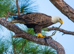Haliaeetus leucocephalus leucocephalus