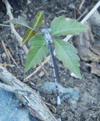 Argia tonto
