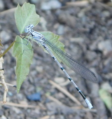 Argia tonto