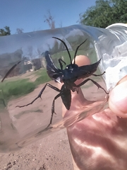 Pompilidae