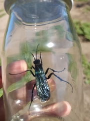 Pompilidae