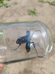 Pompilidae