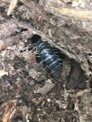 Parafontaria tonominea