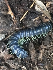 Parafontaria tonominea