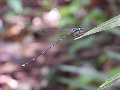 Protosticta khaosoidaoensis