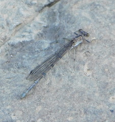 Argia tonto