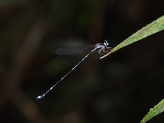 Protosticta khaosoidaoensis