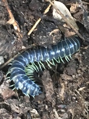 Parafontaria tonominea