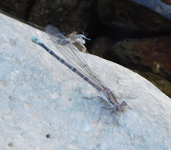 Argia tonto